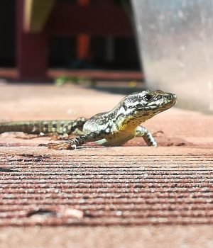 MicrosoftTeams-image(4)